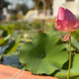 Florecer en los desafíos